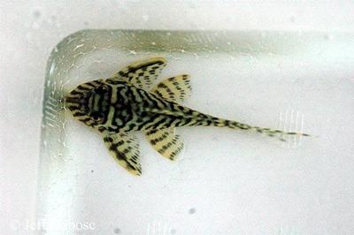 Hypancistrus sp. L401, Alenquer
