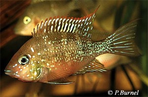 Thorichthys aureus