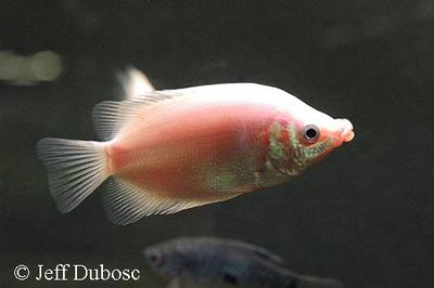 Kulturvariant.