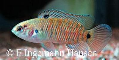 Badis badis