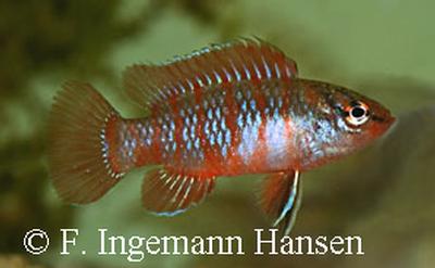 Badis bengalensis - ( underart )