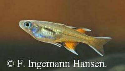 Pseudomugil signifer