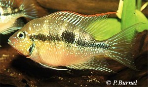 Han - Thorichthys aureus