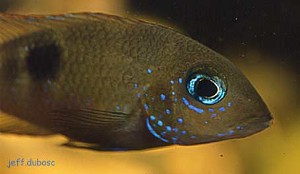 Thorichthys callolepis