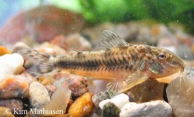 Aspidoras sp. C125