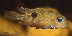 Thorichthys callolepis