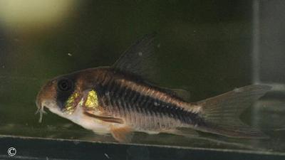 Corydoras axelrodi