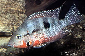 Thorichthys meeki