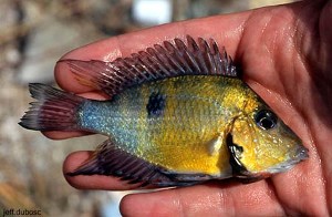 Thorichthys pasionis Laguna Silvituc, han