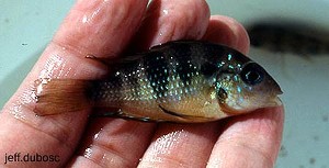 Thorichthys socolofi Rio Tulija