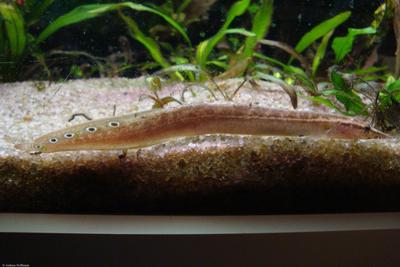 Macrognathus siamensis