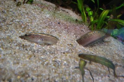 Macrognathus siamensis