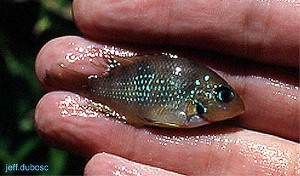 Thorichthys socolofi Rio Tulija