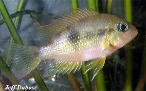 Thorichthys socolofi Rio Tulija