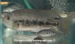 Tomocichla asfraci