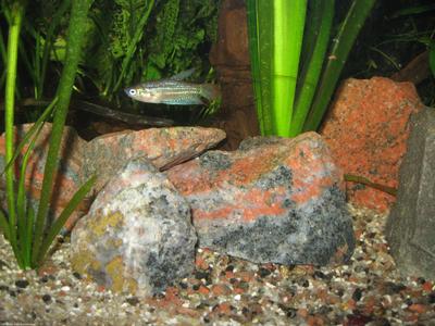 Trichopsis pumila