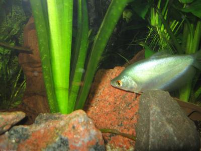 Trichogaster microlepis