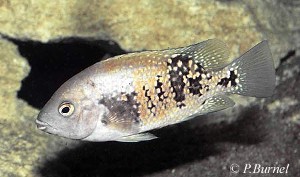 Tomocichla