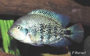 Vieja  zonata. Fisken kan være lidt utryg siden den ikke er mørkere blå.