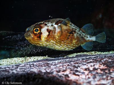 Diodon holacanthus