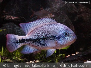 Vieja zonata