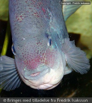 Vieja zonata