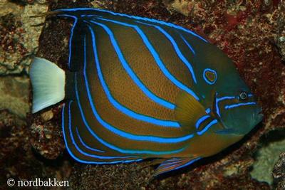 Pomacanthus annularis
