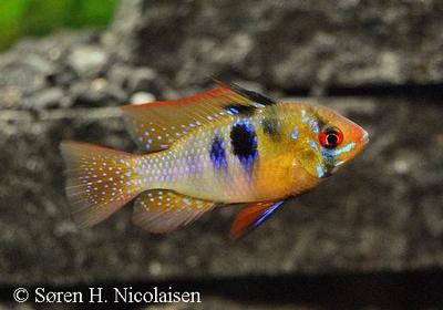 Mikrogeophagus ramirezi