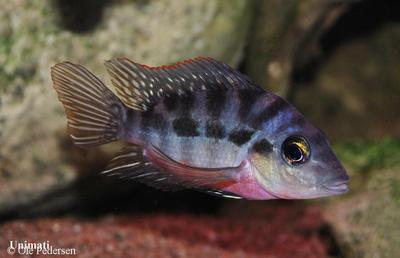 Amphilophus longimanus