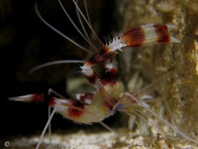 Stenopus hispidus