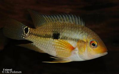 Aequidens pallidus