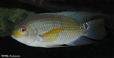 Aequidens pallidus