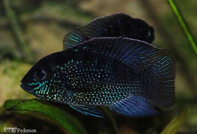 Andinoacara sp. "Rio Cuchivero"