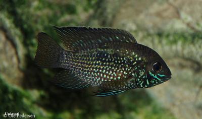 Andinoacara sp. "Rio Cuchivero"