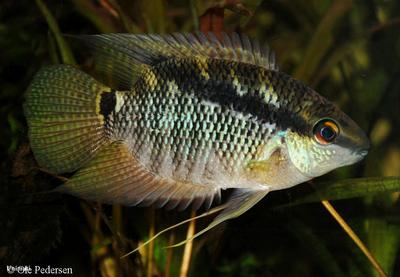 Mesonauta egregius