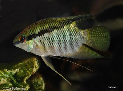Mesonauta egregius