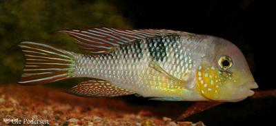 Gymnogeophagus labiatus - Uruguay