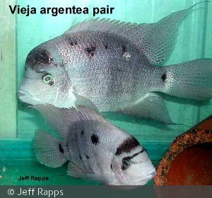 Vieja argentea