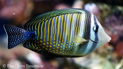Zebrasoma desjardinii