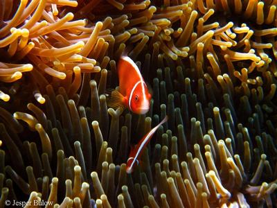 Amphiprion akallopisos