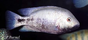 Vieja breidohri