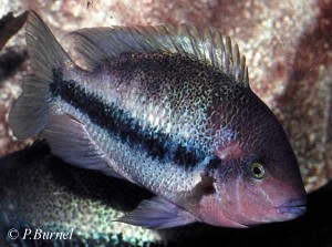 Vieja fenestrata
