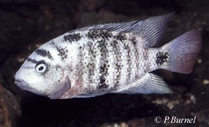 Vieja heterospila