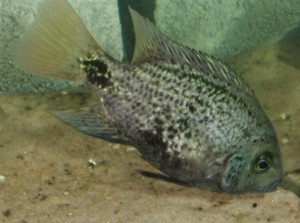maculicauda