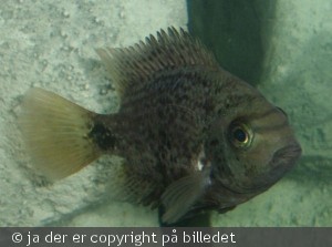 maculicauda