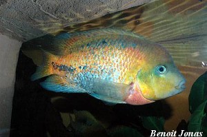 Vieja melanura