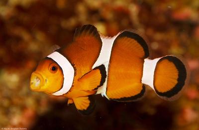 Amphiprion ocellaris