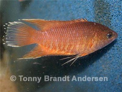 Belontia signata