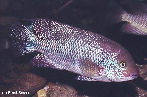 Vieja microphthalmus - Han