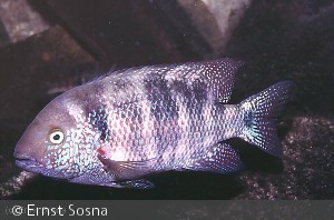 Vieja microphthalmus - Hun